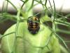 Harmonia axyridis